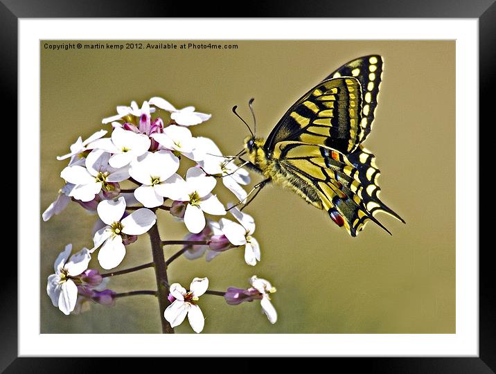 Swallowtail Framed Mounted Print by Martin Kemp Wildlife