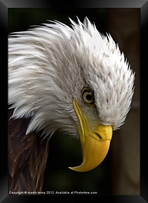 Eagles Eye Framed Print by Martin Kemp Wildlife
