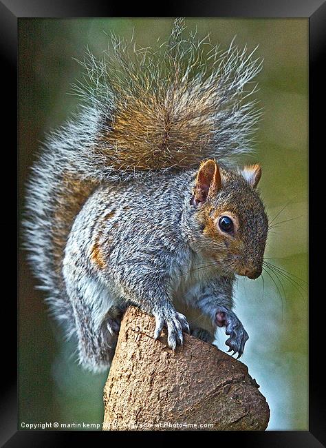 Bushy tail Squirrel Framed Print by Martin Kemp Wildlife