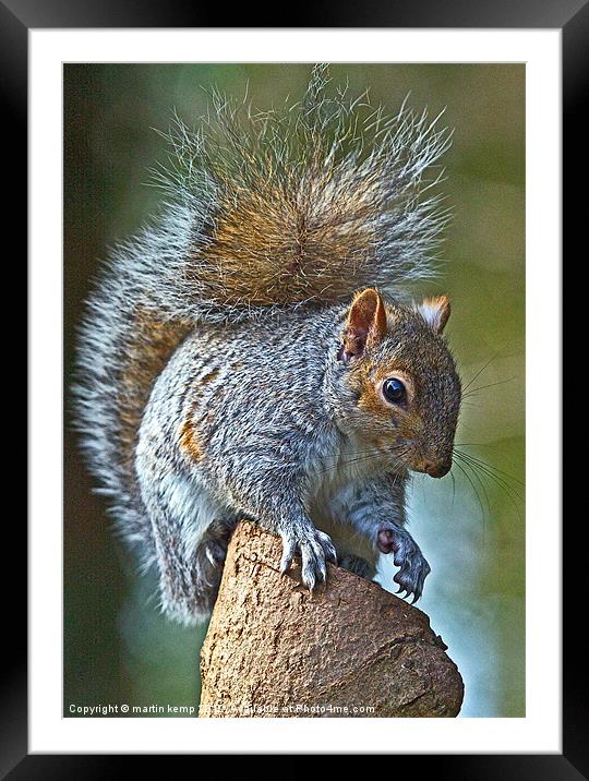 Bushy tail Squirrel Framed Mounted Print by Martin Kemp Wildlife