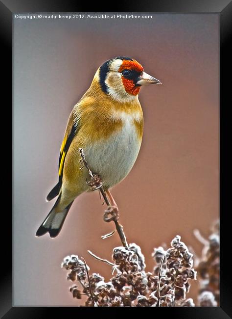 Goldfinch Framed Print by Martin Kemp Wildlife