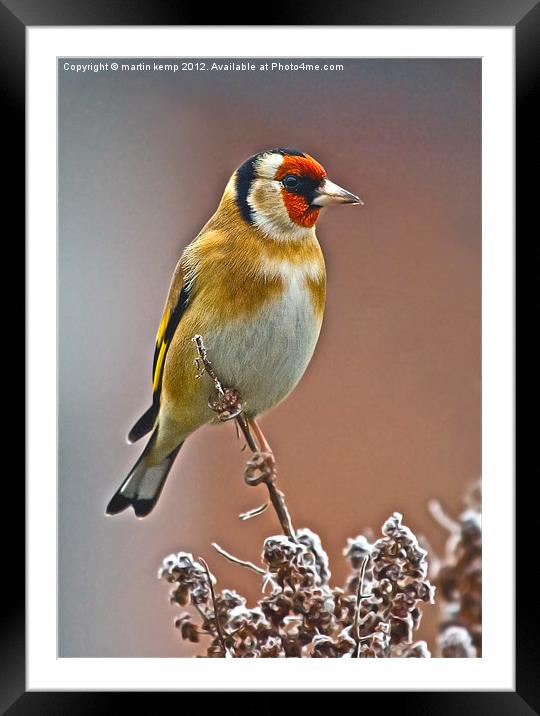 Goldfinch Framed Mounted Print by Martin Kemp Wildlife