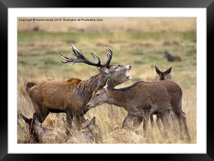 Red Deer Framed Mounted Print by Martin Kemp Wildlife