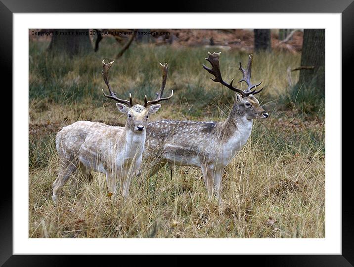 Fallow Deer Framed Mounted Print by Martin Kemp Wildlife