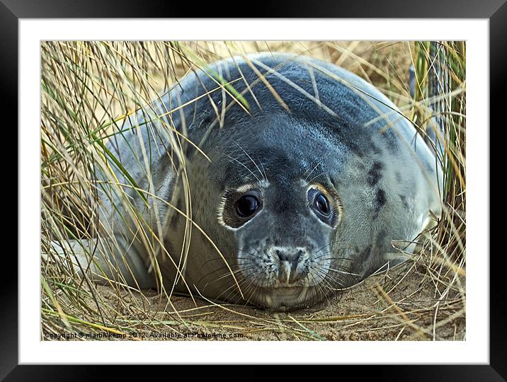 Big eye,s Framed Mounted Print by Martin Kemp Wildlife