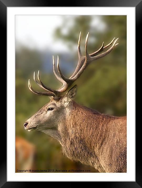 Stags Head Framed Mounted Print by Martin Kemp Wildlife