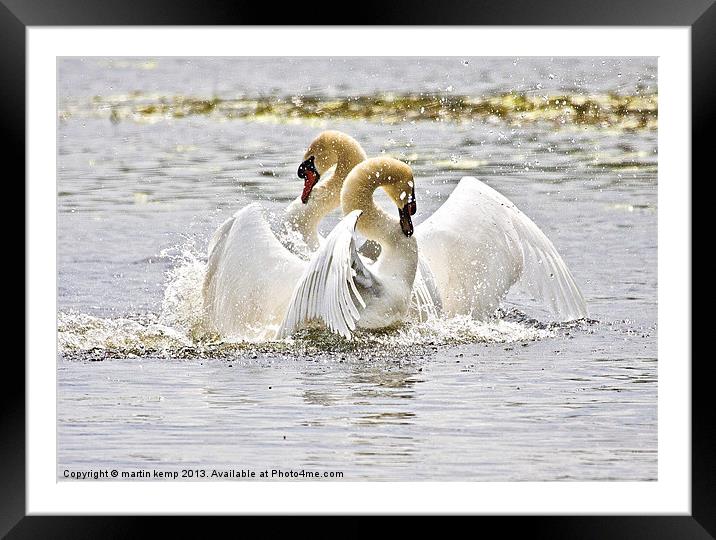 Dancing Swans Framed Mounted Print by Martin Kemp Wildlife