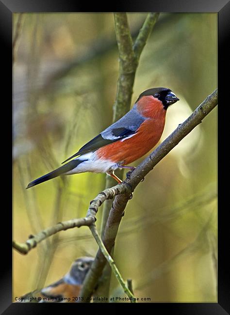 Bullfinch Framed Print by Martin Kemp Wildlife