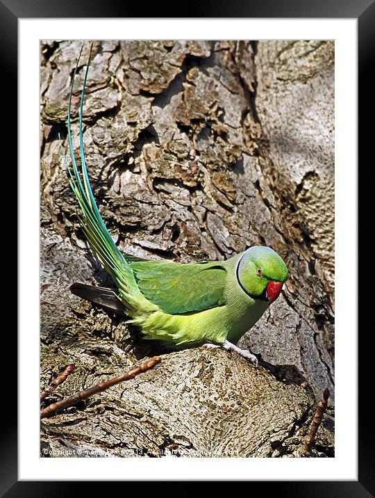 Ring Necked Parakeet Framed Mounted Print by Martin Kemp Wildlife