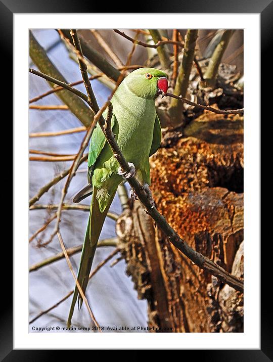 Ring Necked Parakeet Framed Mounted Print by Martin Kemp Wildlife