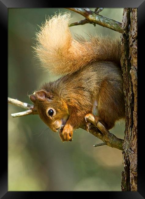 Red Squirrel Framed Print by Martin Kemp Wildlife