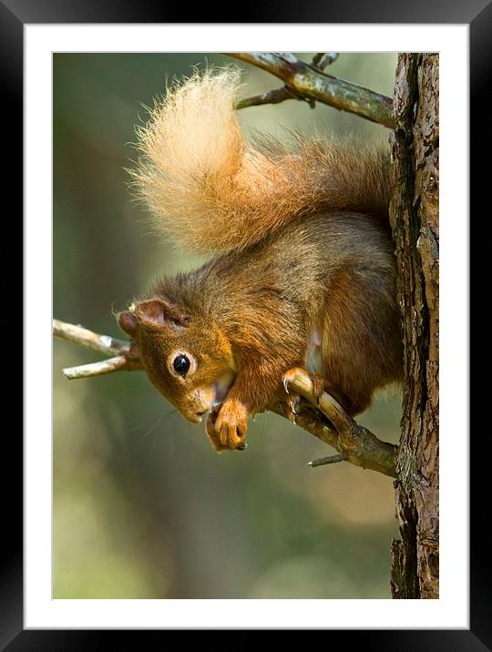 Red Squirrel Framed Mounted Print by Martin Kemp Wildlife