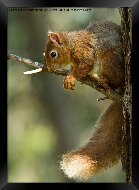 Red Squirrel Framed Print by Martin Kemp Wildlife