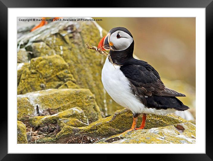 Puffin Framed Mounted Print by Martin Kemp Wildlife