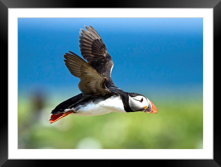 Flying Puffin Framed Mounted Print by Martin Kemp Wildlife