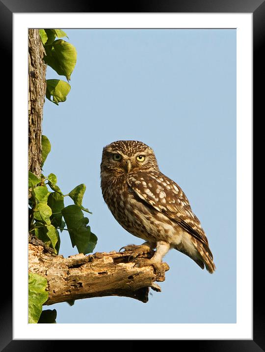 Perching Owl Framed Mounted Print by Martin Kemp Wildlife