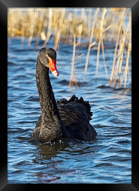 Black Swan  Framed Print by Martin Kemp Wildlife