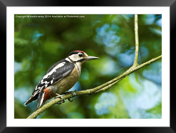 Male Woodpecker  Framed Mounted Print by Martin Kemp Wildlife