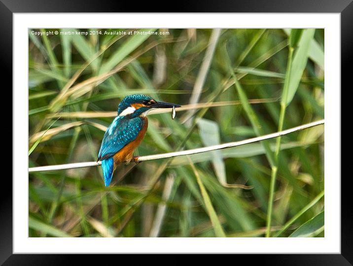  Kingfisher With A Snack Framed Mounted Print by Martin Kemp Wildlife