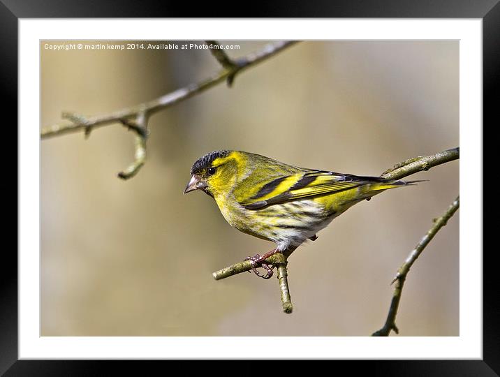 Male Siskin  Framed Mounted Print by Martin Kemp Wildlife