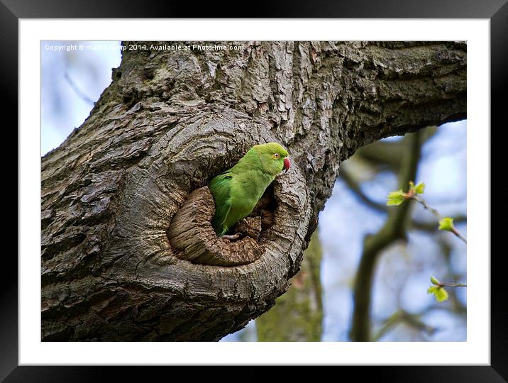 Home Sweet Home Framed Mounted Print by Martin Kemp Wildlife