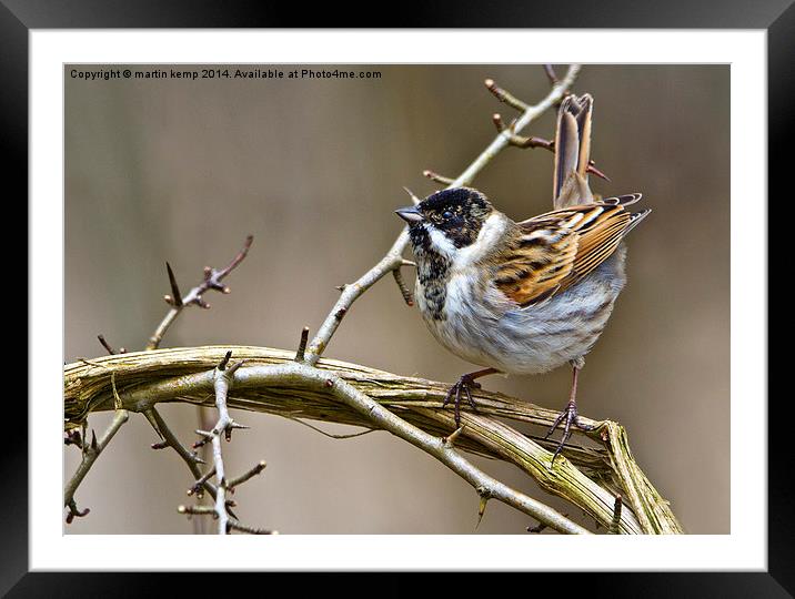 Male Reed Bunting  Framed Mounted Print by Martin Kemp Wildlife