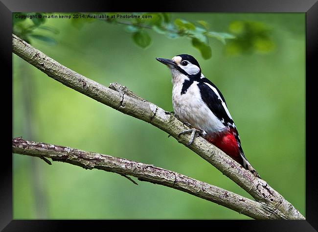 Great Spotted Woodpecker  Framed Print by Martin Kemp Wildlife