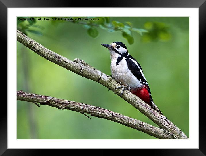 Great Spotted Woodpecker  Framed Mounted Print by Martin Kemp Wildlife