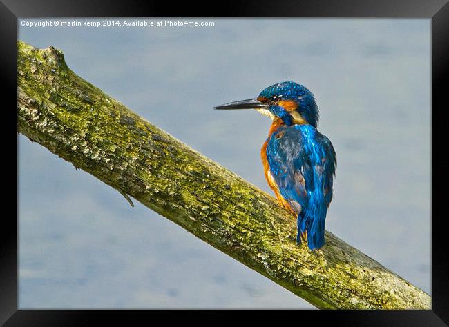 Kingfisher  Framed Print by Martin Kemp Wildlife