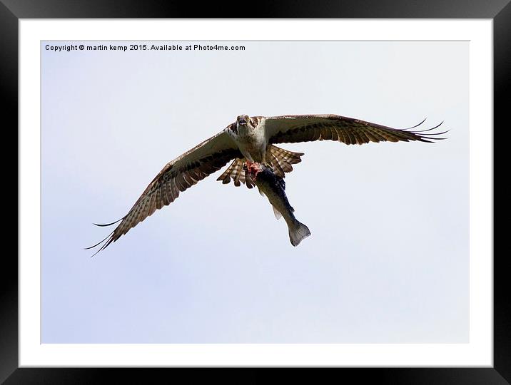 Catch of the Day  Framed Mounted Print by Martin Kemp Wildlife