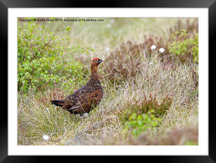 Red Grouse   Framed Mounted Print by Martin Kemp Wildlife