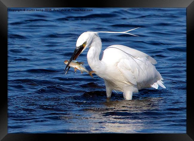 Little Egret With Fish  Framed Print by Martin Kemp Wildlife