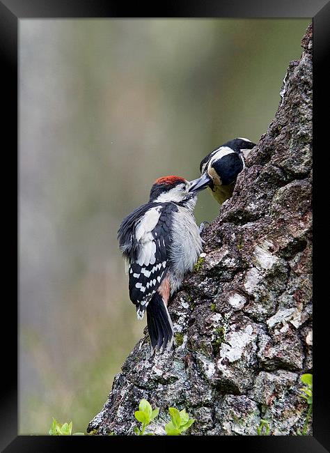 Mum Feeding Juvenile Woodpecker  Framed Print by Martin Kemp Wildlife
