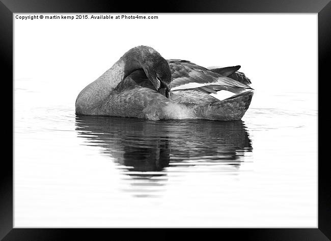 juvenile Mute Swan   Framed Print by Martin Kemp Wildlife