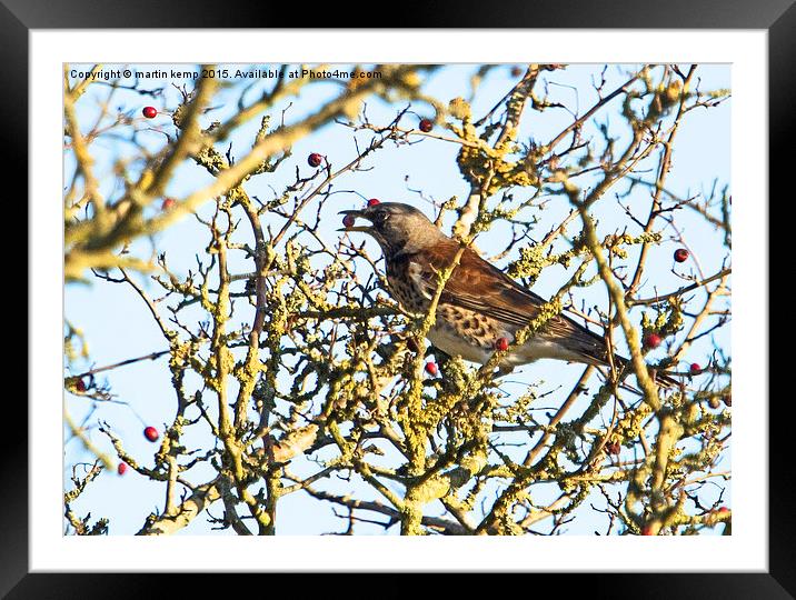 Fieldfare 1  Framed Mounted Print by Martin Kemp Wildlife