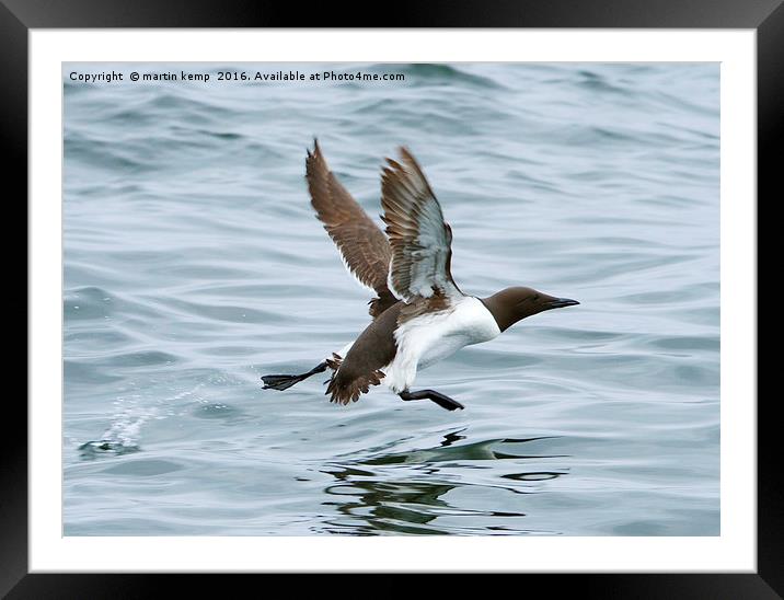 Guillemot Framed Mounted Print by Martin Kemp Wildlife