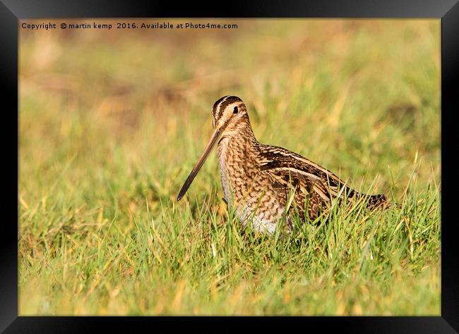 Snipe in the Grass Framed Print by Martin Kemp Wildlife