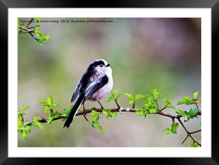 Longtail Tit Framed Mounted Print by Martin Kemp Wildlife