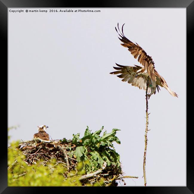 Nest Building Osprey's  Framed Print by Martin Kemp Wildlife