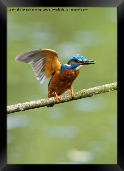 Kingfisher Framed Print by Martin Kemp Wildlife