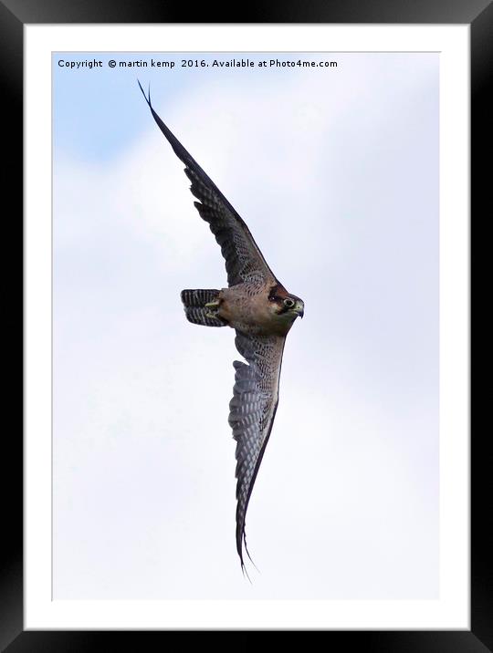 Peregrine Falcon  Framed Mounted Print by Martin Kemp Wildlife