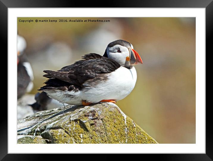 Resting Puffin Framed Mounted Print by Martin Kemp Wildlife