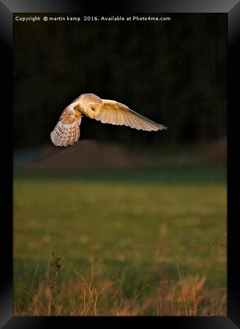 Hunting Barn Owl Framed Print by Martin Kemp Wildlife