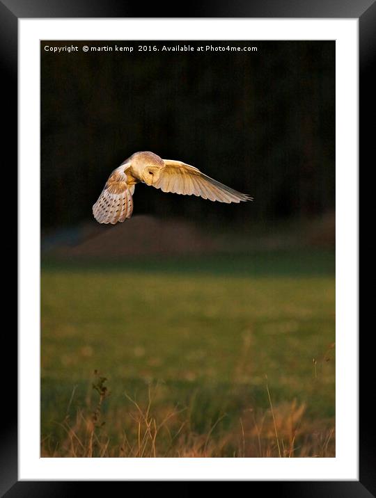 Hunting Barn Owl Framed Mounted Print by Martin Kemp Wildlife