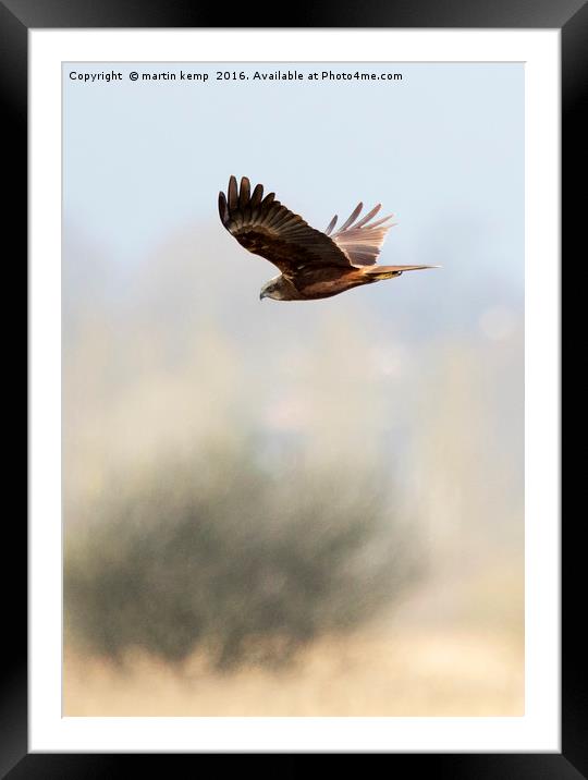 Harrier in the Mist Framed Mounted Print by Martin Kemp Wildlife
