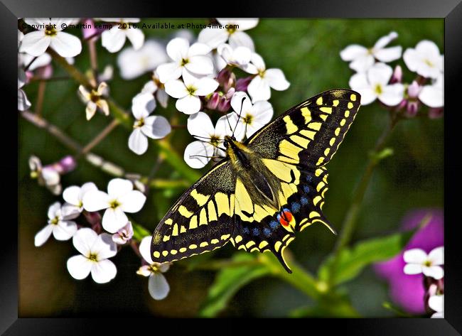 Swallowtail Butterfly  Framed Print by Martin Kemp Wildlife