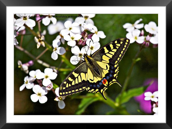 Swallowtail Butterfly  Framed Mounted Print by Martin Kemp Wildlife