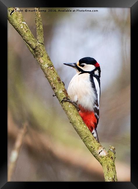Male Great Spotted Woodpecker Framed Print by Martin Kemp Wildlife