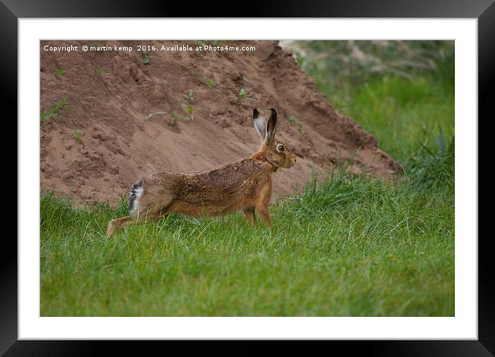 Brown Hare Framed Mounted Print by Martin Kemp Wildlife