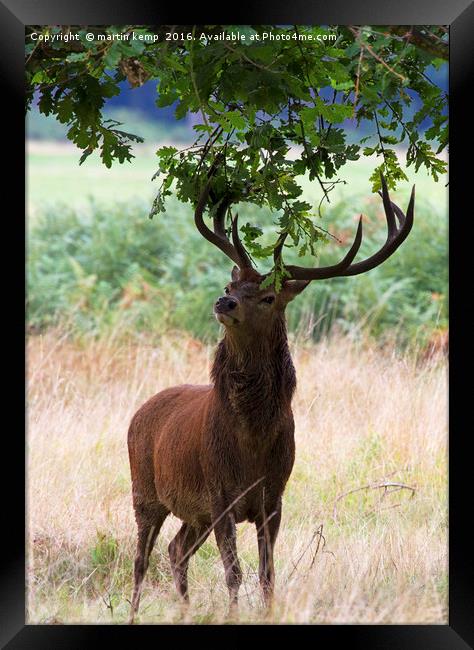 Decorating The Antlers  Framed Print by Martin Kemp Wildlife
